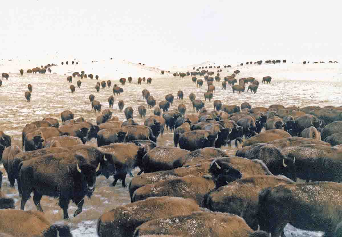 On the Buffalo Range | Black Powder Cartridge